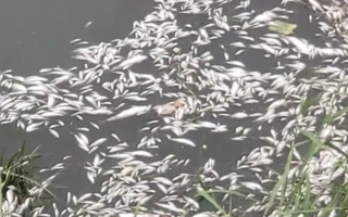河里鱼虾游玩攻略，河水鱼虾