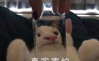 搞笑撞车沙雕文案，搞笑撞车沙雕文案短句