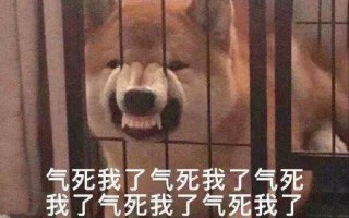 比熊文案沙雕，比熊文案沙雕句子