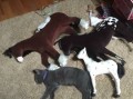 找猎物恶搞视频，找猎物恶搞视频大全